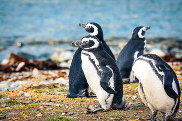The Magellanic penguins in the Natural  Sanctuary on the Magdalena Island, Chile