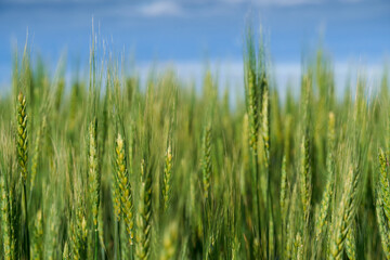 green wheat field on blue sky background