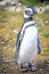 The Magellanic penguins in the Natural  Sanctuary on the Magdalena Island, Chile