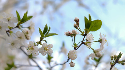 macro blooming cherry on a background of blue sky sunny spring day beautiful