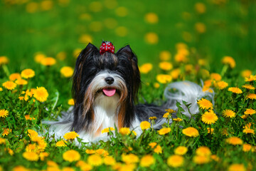 Dog breed beaver sits in the summer in a clearing of dandelions.