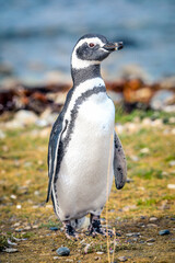 The Magellanic penguins in the Natural  Sanctuary on the Magdalena Island, Chile