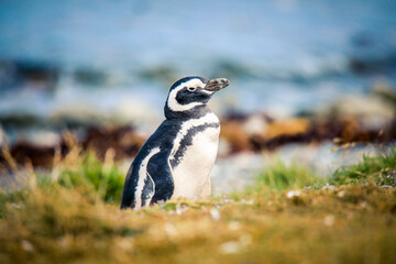 The Magellanic penguins in the Natural  Sanctuary on the Magdalena Island, Chile