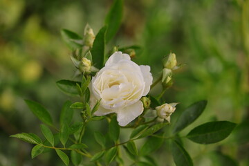 organic white flower of rose, India