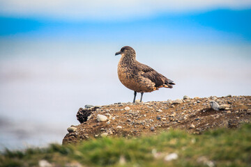 Sea Gulls on the Magdalena Island, Chile