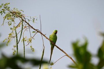 young male parrot sitting on drumstick tree branch, INDIA