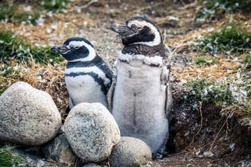 The Magellanic penguins in the Natural  Sanctuary on the Magdalena Island, Chile