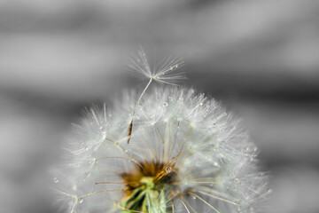 dandelion flower white gray drops