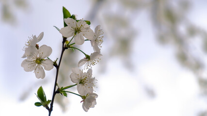 macro sakura flowers white petals on a background of clouds in spring afternoon