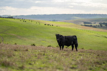 Beef cows and calves grazing on grass