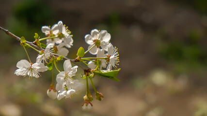 cherry flowers branch is seen on a dark background in the spring tree garden