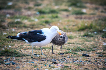 Sea Gulls on the Magdalena Island, Chile