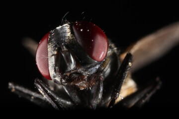 Fly closeup