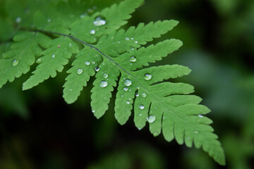 Macro photo of fern with drops on leaves after rain. Summertime in forest