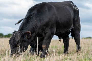 Beef cows and calves grazing on grass