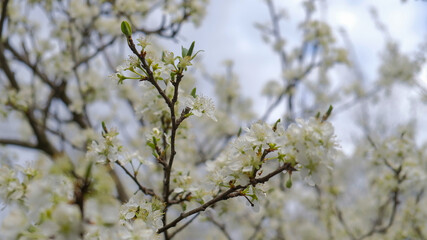 flowering plum branch with leaves May Day in Europe flowering gardens