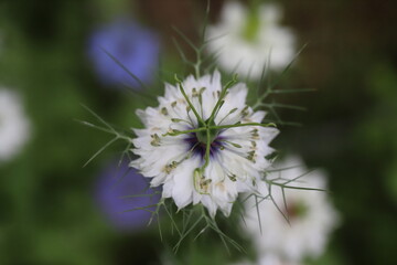 ニゲラの白い花