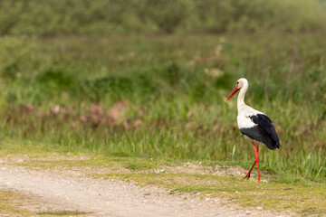 Adult european white stork (Ciconia ciconia) walking in the field and looking for insects, invertebrates and amphibians to eat