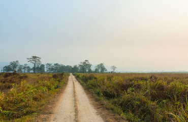 Fototapeta na wymiar Dirt road surrounded by grassland in Kaziranga National Park, India.