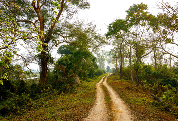 Obraz premium Road surrounded by trees in Kaziranga National Park, India