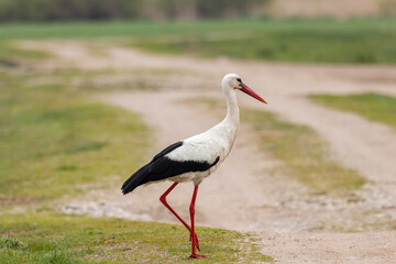 Adult european white stork (Ciconia ciconia) walking in the field and looking for insects, invertebrates and amphibians to eat