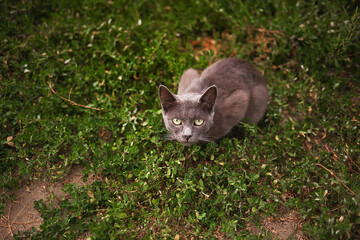 a frightened gray cat sits on the green grass, stray animal shelter