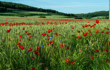 Campo de amapolas rojas en un campo de cultivo.