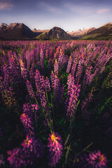 Fototapeta na wymiar Blooming Lupine flowers, South Island, New Zealand