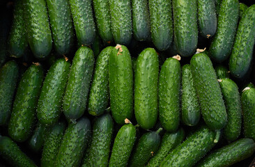 Fresh green cucumbers in the market, top view. Cucumber pattern