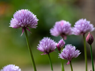 Closeup of pretty mauve purple chives, Allium, flowers in full bloom and a bud in a garden © AngieC
