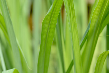 green grass background