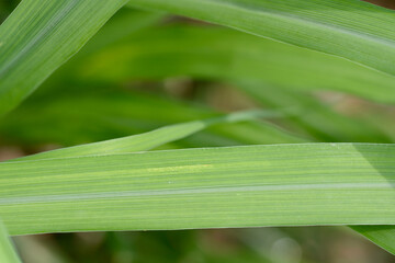 Fototapeta premium close up of green leaf