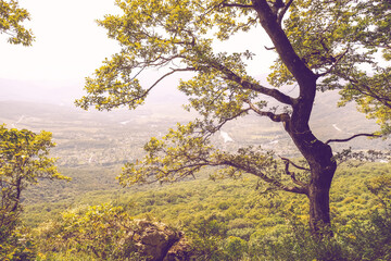 l tree over cliff cliff sunny summer day in the mountains landscape