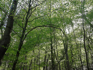 Obraz premium green trees in the woods in spring