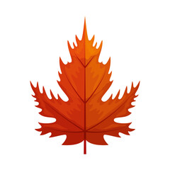 autumn leaf maple or fall foliage on white background vector illustration design