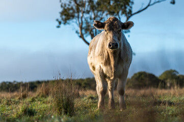 Beef cows and calves grazing on grass