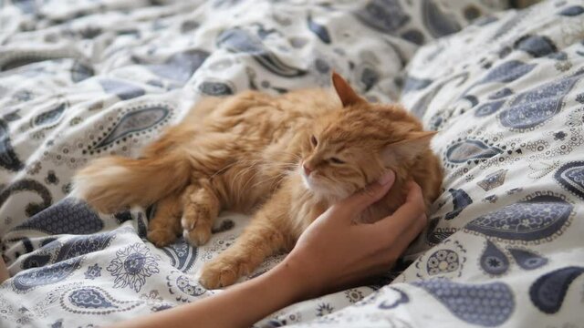 Lazy ginger cat sleeps in bed. Woman strokes cute fluffy pet's neck. Domestic animal has a nap on bed.