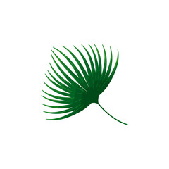tropic plant, jungle leaf, exotic foliage nature botanical vector illustration design