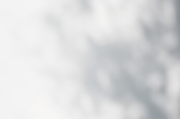 Abstract Shadows, blurred background of gray leaves and natural trees that reflect concrete walls, fallen branches on white wall surfaces for blurred backgrounds and black and white wallpapers.