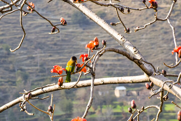 Beautiful Bird sitting on tree with red flower. Image with Bokeh effect. Step farming fields can be seen in the background