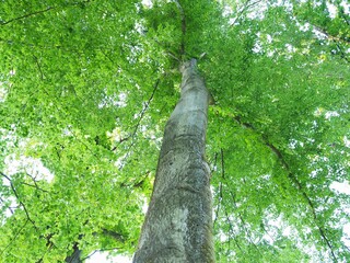 Fototapeta premium Buchenbaum - grünes Blättermeer im Frühling 