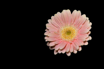 R&oacute;żowa gerbera na czarnym tle. 