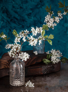 Beautiful still life with a flowering cherry branch.