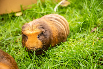 guinea pig on natural background