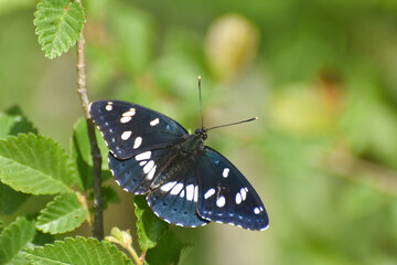 Fototapeta na wymiar Southern white admiral, Limenitis reducta. Big beautiful butterfly, black with blue reflections