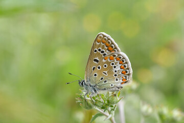 Fototapeta na wymiar Common Blue butterfly - polyommatus icarus. Little blue butterfly on wild flower