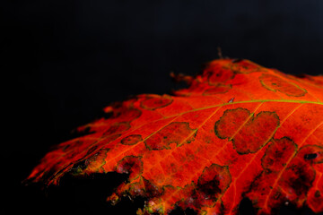 Isolated colorful autumn leaf close up macro view