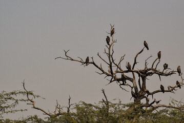 Scavengers waiting for prey -Eagle & Vulture sitting on dry tree, These carnivorous birds are known to feed on dead meat thus contributing in cleaning the environment