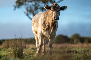 Beef cows and calves grazing on grass