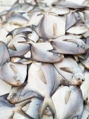 Pomfret Fish waiting for their buyer. Fish is a high demand sea food known for its nutrient value and easy digestible flesh